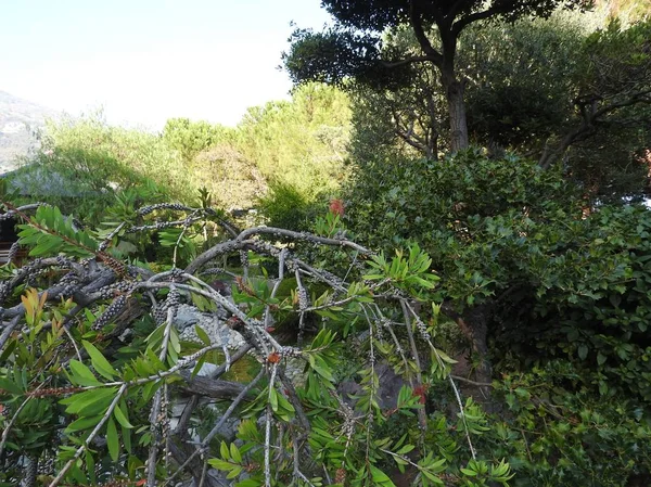 Japonês Jardim ou Jardin Japonais. Parque público municipal em Monte Carlo em Mônaco — Fotografia de Stock