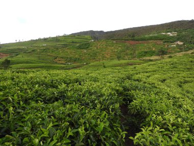 Nuwara Eliya, Sri Lanka yakınlarındaki çay çiftliği.