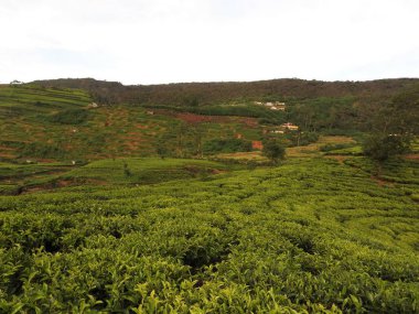 Sri Lanka, Nuwara Eliya yüksek dağ çay plantasyon güzel görünümü