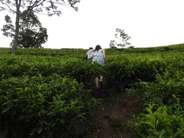 İnsanlar, geri görünüm, çay plantasyon yokuş yukarı tırmanmaya, Nuwara Eliya, Sri Lanka.