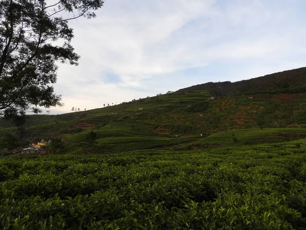 stock image Tea plantation in up country near Nuwara Eliya, Sri Lanka