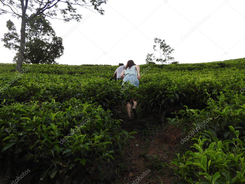 People, back view, climb uphill on tea plantation, Nuwara Eliya, Sri Lanka.