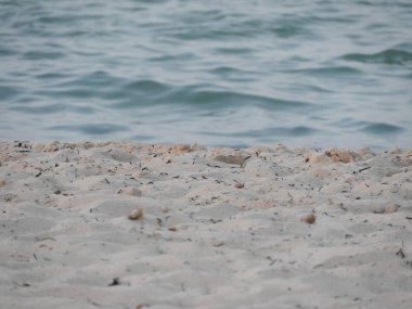 Güzel kumlu ve berrak su plajı, Cerbe adası, Tunus