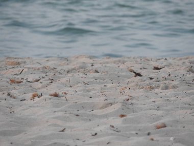 Güzel kumlu ve berrak su plajı, Cerbe adası, Tunus