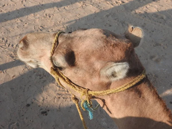サハラ砂漠でラクダと、ターバン、顔の女が閉じられる. — ストック写真