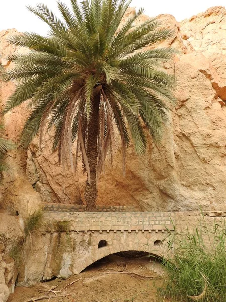 Oasi montana di Chebika al confine del Sahara, cielo azzurro, Tunisia, Africa — Foto Stock