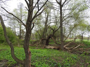 Moskova bölgesinde emlak Grebnevo açık bir günde Park