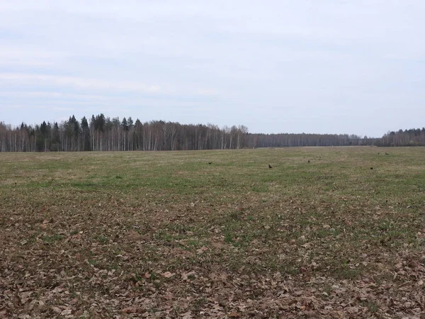 Осеннее утро. Село Мураново, Московская область, Россия — стоковое фото