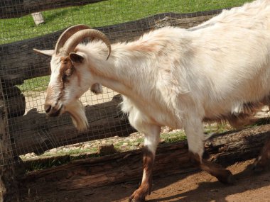 Baş ve boynuzları Güney Kanada'da vahşi büyük boynuzlu koyun kapatın. Arka plan bir nötr gri sis bir göl olduğunu..