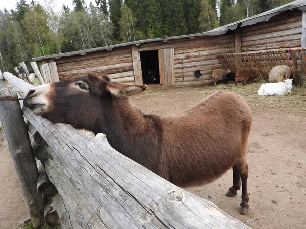 Retrato de un viejo burro triste. Primer plano de la cabeza del burro. Burro comiendo hierba de las manos del hombre. Una vieja mascota hippie con melena y barba. Mascotas en la granja ecológica alimentándose de hierba verde . — Foto de Stock