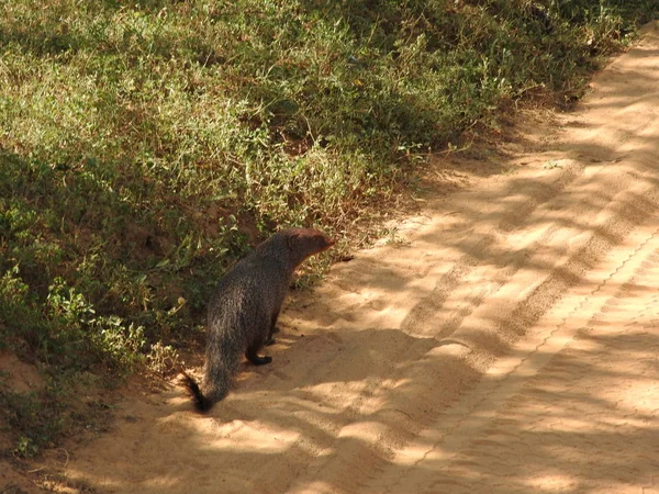 Mungo Auf Der Insel Sri Lanka Nahaufnahme Portrat Eines Mungos Mosambik Fleischfresser Stock Photo 254240748
