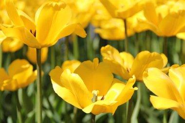 Çimenlerin içinde vahşi sarı bir lale çiçeği. Renkler çiçek doğal arka plan