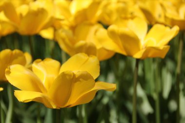 Çimenlerin içinde vahşi sarı bir lale çiçeği. Renkler çiçek doğal arka plan