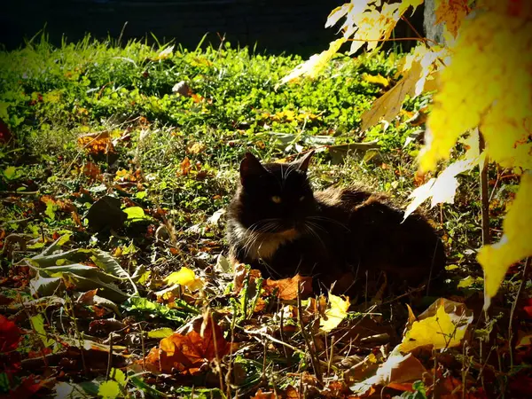 Black Cat Golden Autumn Park — Stock Photo, Image