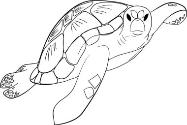 Kontur deniz kaplumbağası izole arka plan