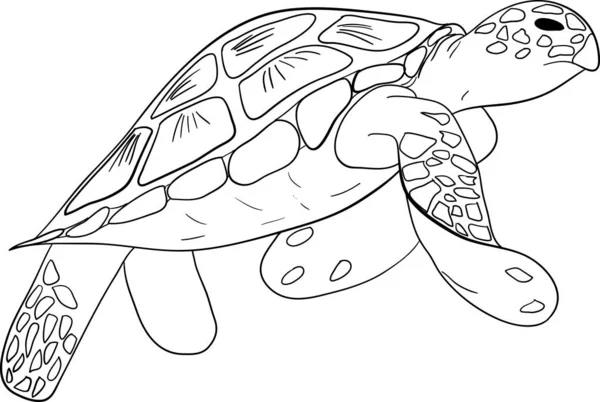 Kontur deniz kaplumbağası izole arka plan