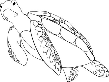 Kontur deniz kaplumbağası izole arka plan