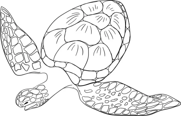 Kontur Meeresschildkröte Isoliert Hintergrund — Stockvektor