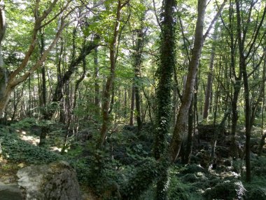 Orman doğası güzel nehir. Taş yol merdivenleri. Arka plan yeşil dağ ormanı ahşap