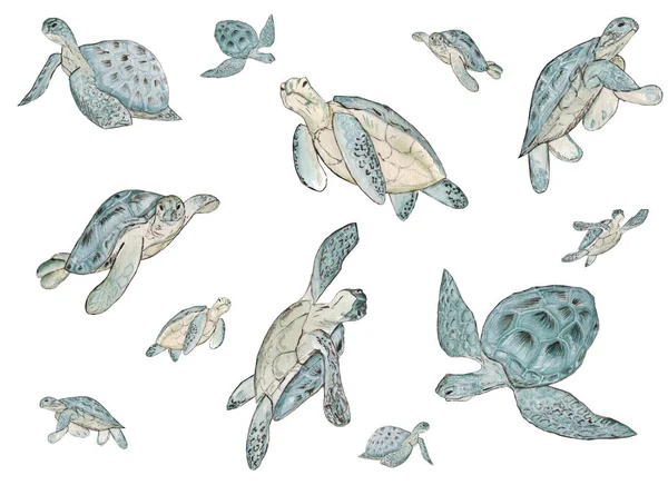 Beyaz arka plan üzerinde suluboya deniz kaplumbağası ile dikişsiz desen. Yaz egzotik baskı.