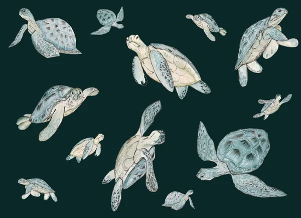Padrão sem costura com tartaruga marinha aquarela no fundo branco. Verão impressão exótica . — Fotografia de Stock