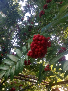 Olgun berry dağ külü kırmızı demet asılı. Rowan aucuparia ağacı