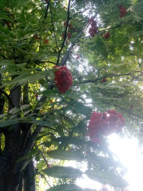 Olgun berry dağ külü kırmızı demet asılı. Rowan aucuparia ağacı