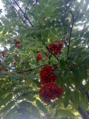 Olgun berry dağ külü kırmızı demet asılı. Rowan aucuparia ağacı