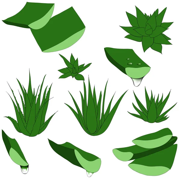 Set de aloe vera con trozos cortados gotas frescas de agua aislada vector ilustración — Archivo Imágenes Vectoriales