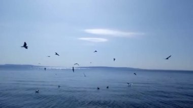 Martı kuşlar arka planda mavi bir gökyüzü ile kamera önünde güzel uçuyor. Güneşli bir gün