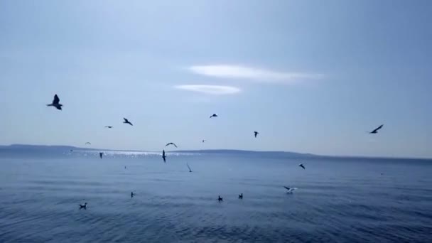 Aves gaivotas está voando lindamente na frente da câmera com um céu azul no fundo. Dia ensolarado — Vídeo de Stock