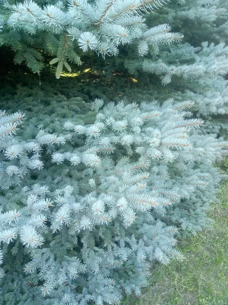 Kerst Pine, Fir Tree takken voor achtergrond — Stockfoto