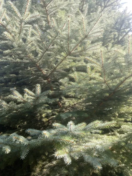 Pino de Navidad, ramas de abeto para el fondo — Foto de Stock