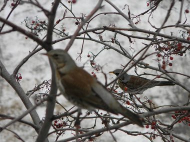 Ardıç ağacı, Turdus dut dağı külü dalında. Rowan aucuparia ağacı arkaplanı
