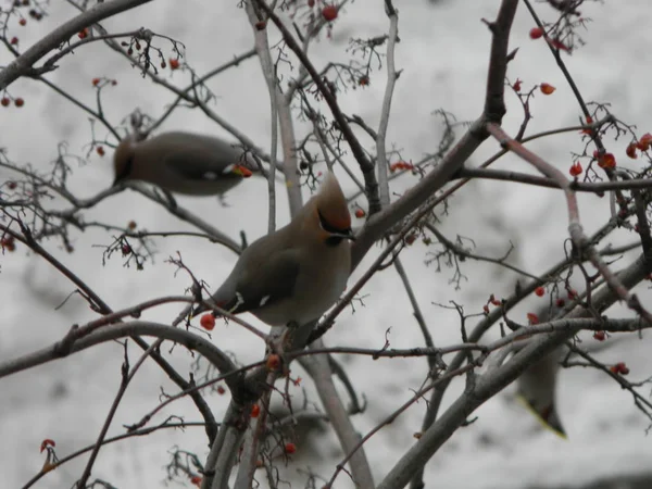 La cire de Bohême sur une branche de frêne de montagne de baies. Rowan aucuparia arbre fond — Photo