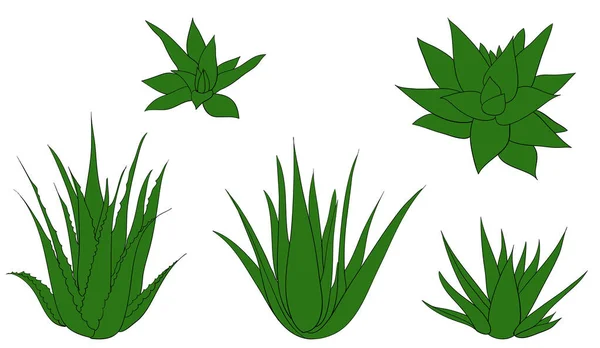 Set of aloe vera isolated illustration — Stock Photo, Image