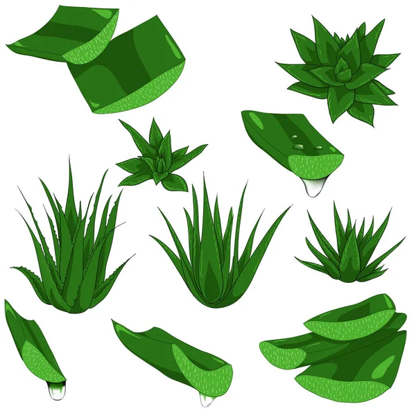 Set Aloe Vera mit geschnittenen Stücken frische Tropfen Wasser isolierte Illustration — Stockfoto