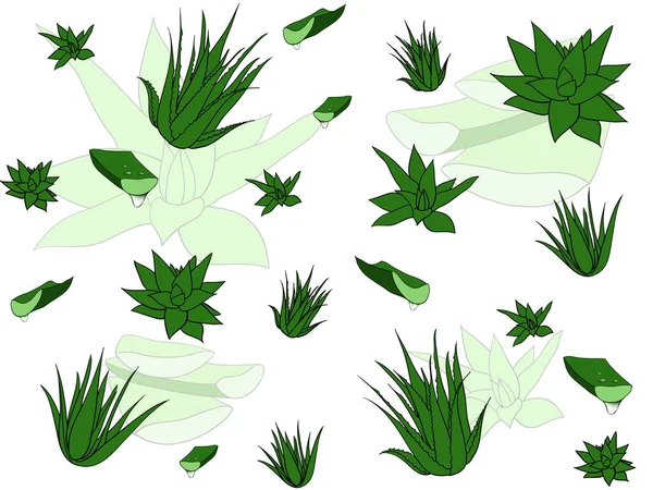 Nahtloses Muster mit tropischen, saftigen Pflanzen, Aloe Vera. Florale Illustration auf weißem Hintergrund. — Stockfoto