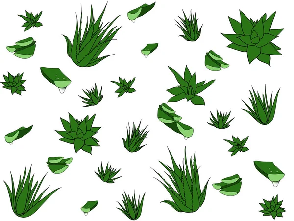 Nahtloses Muster mit tropischen, saftigen Pflanzen, Aloe Vera. Florale Illustration auf weißem Hintergrund. — Stockfoto