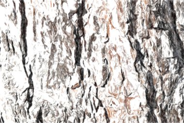 Eski bir ağacın gövdesindeki kabuk lar yerler tarafından doğranmış. Güneşli bir günde bir çam ağacı çok yakın ... Doku sanatsal çizim. Pastel klasik stil.