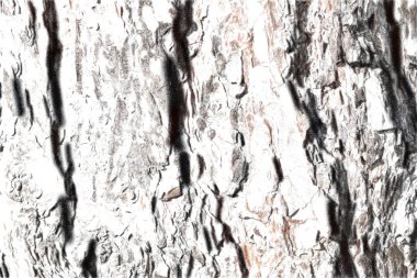 Eski bir ağacın gövdesindeki kabuk lar yerler tarafından doğranmış. Güneşli bir günde bir çam ağacı çok yakındır. Doku sanatsal çizim. Pastel harmonik tuval tarzı.