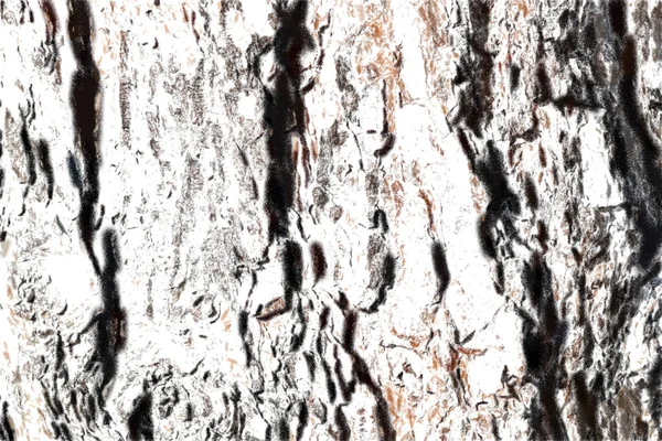 Die Rinde Stamm Eines Alten Baumes Der Stellenweise Abgehackt Wurde — Stockfoto