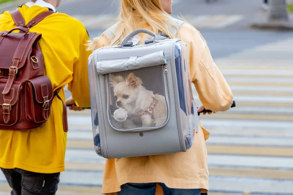 Chihuahua dog in carrying backpack behind a transparent window. The owner walks with your pet in the city