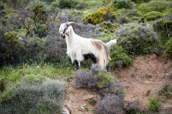 Beyaz-kahverengi tüylü dağ keçisi dağ tarafı Yunanistan Girit Adası üzerinde dikenli çalılar arasında yaz aylarında otlatma