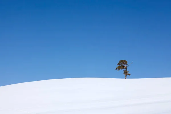 Yalnız çam arasında ufukta açık mavi gökyüzü ve beyaz kar bir saf serin bahar gününde