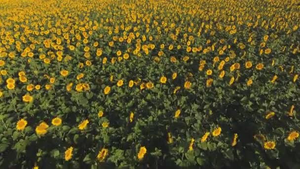 飞过盛开的向日葵的田野 — 图库视频影像