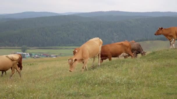 棕色的奶牛在草地上吃草 河谷里的村庄 背景中雾中的山和山 — 图库视频影像