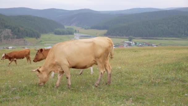 Las Vacas Marrones Pastan Prado Primer Plano Pueblo Valle Del — Vídeos de Stock