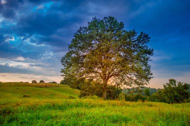 Güzel gün batımı meşe ağacı yaz, Sırbistan, Europe adlı dağ köyü.