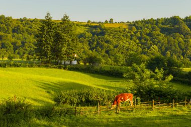 Köy sahne. Manzara, tepeler. Sığır yeşil çayır.
